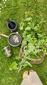 If there’s ever an apocalypse plant you NEED to know, it’s comfrey! 😅 But seriously, it’s pretty handy in day to day life too! I have a really bad knee at the moment, so comfrey to the rescue! There’s so much of it growing out the back of my garden, which is amazing because it’s such a fantastic addition to my herbal medicine cabinet! 🌱 🦴 I tend to make a really strong tea with the leaves (fresh or dried depending on where I am in the season) and water, then dip in a bandage and wrap it wet a