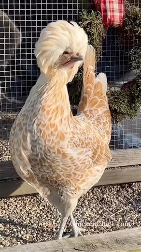 Fancy chicks have more fun! #Polish #bufflacedPolish #crested 🐥 🐥 🐥 #backyardchickens #petchickens #chickens #chickenkeeping #chickenyard | The Chicken Chick