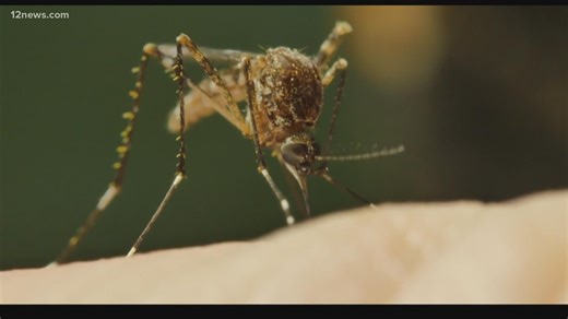 'Fight the Bite' is a new website to help Valley residents learn about avoiding mosquito bites