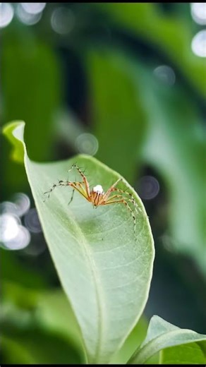 How To Click Amazing Insect Photography Using Pro Mode 📸🕷️ | Insect Macro Photography