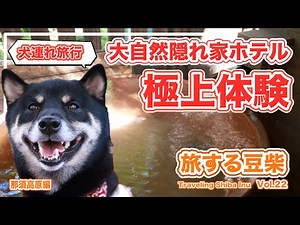【愛犬と旅行】★秋におすすめ★大自然の隠れ家コテージホテルで極上体験！栃木県那須高原で楽しむ客室露天風呂&部屋食・すき焼き（フォレストヒルズ那須）【旅する豆柴】※柴犬との笑える日々：vlog