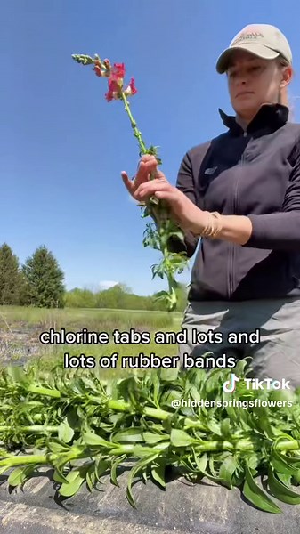 My favoeite day on the flower farm! Comment cut and I’ll share my list of supplies. 🌸 #flowerfarm #flowerfarmer #flowerfarming101 #flowerfarmingtips #farmerflorist #flowerfarmingforbeginners #cutflowers #sahmbusinessowner #sahmbusinessidea #workingmom #entrepreneur