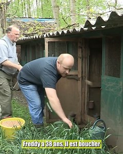 Les combats de COQS en France - Tout savoir sur le phénomène ! | 100% DOCS