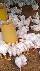 Características del pollo de engorde Ross 308 👀 #pollo #PollosDeEngorde #ingesneiderrivera #animalproductionslovers #polllosdeengorde #pollosvirales #esneiderrivera #ingesneider #polloslovers #POLLOS #Pollo Sígueme para más consejos profesionales ✍🏼 | Ing Esneider Rivera R