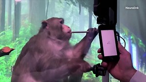 Musk's Neuralink probed over animal testing