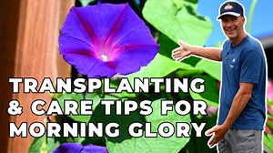 We take you through how to transplant a morning glory plant that has overgrown its container and also all the care needs and tips to successfully grow your morning glory. | Sharkey's Greenhouses