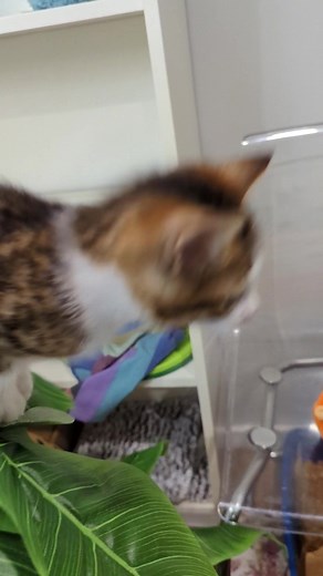 Michael Sheldrake on TikTok