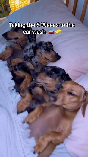 2.2M views · 107K reactions | The one that started it all. We missed you car wash. 凉﫶 Peep the merch and mark the date.  MARCH 13th. Love you guys… of course we couldn’t leave little Boots out. #dog #dachshund #sausagedog #wienerdog #theweens | The Weens | Facebook