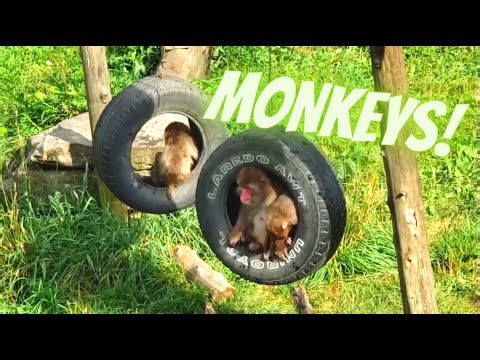 Monkey Extravaganza: Playful Adult, Baby, and Toddler Monkeys Having Fun in the Zoo