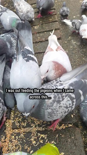 I was out feeding the pigeons when I came across this.... an eggshell In witchcraft, eggshells are a symbol of protection🧿🖤Xx #witchesoftiktok #fyi #bird #pigeon #pigeonlover