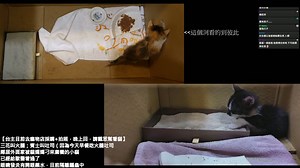 大天神 - 吐司越獄來找火腿了