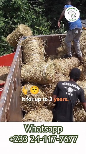 254 reactions · 35 shares | Making Hay in Ghana: Farming in Africa #farminginafrica #farming #agriculture #livestockfarmer #ghana #farmlife #Semanhyiagrass #ghana #livestockfarming #haybales #bonoregion #farmlife #moviescenes #howtoprocesshay | Farming In Africa | Facebook