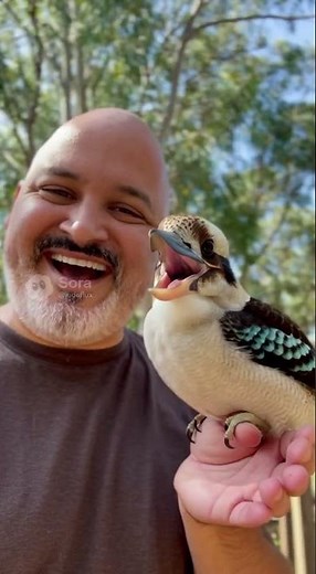 The Kookaburra: The Laughing Bird of Australia 😂🐦