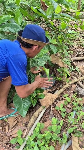 The sound of this chicken is very scary #shortsviral #animals