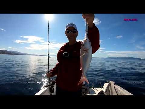 INCHIKU + PANULA SA ŽIVOM LIGNJOM