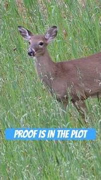 The best food plot for deer and turkey year round...period. What food plot mix do you use? #Tecomate
