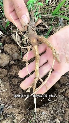 The water chestnut also known as the glutinous rice vine has roots and stems that resemble