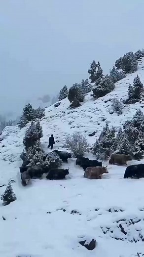 41K views · 341 reactions | Somewhere in the Mountains Of Gilgit Baltistan ♥️ #gilgitbaltistan #Watan #mountains | Gilgit Baltistan | Facebook