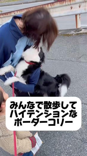 家族でのお散歩が嬉しすぎて、テンション爆上げなボーダーコリー🐶✨ #犬のいる暮らし