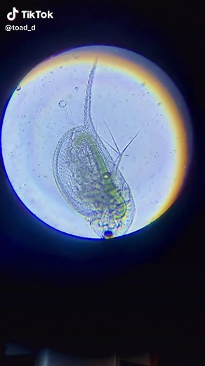 Close-Up View of Protozoan Under Microscope
