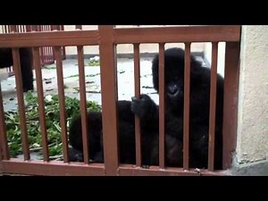 Introductions of Four Orphan Gorillas - the first days