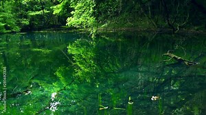 Trees reflecting in water