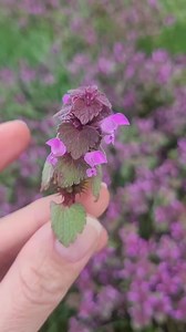 349K views · 6K reactions | HLUCHAVKA PURPUROVÁ- je nielen krásna ale...