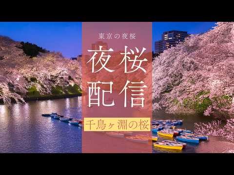 千鳥ヶ淵の桜 皇居のお掘り 2026（絶景夜桜配信）🌸東京桜の名所🌸【お花見ライブ配信🌸アーカイブ】Cherry blossoms in Toky Chidorigafuchi