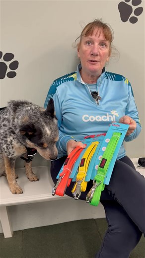 Do you know what the BRIG Safety Lead traffic light colours mean? Our colour-coded lead system is a simple yet effective way to communicate your dog’s comfort level in different situations, helping to create a more respectful and stress free environment for everyone. Each colour tells a story about what your dog needs! Watch as our Behaviour Consultant Fiona shares what each colour means. 🔴🟡🟢 #BRIG #HaltiBRIG #BRIGSafetyLead | Company of Animals