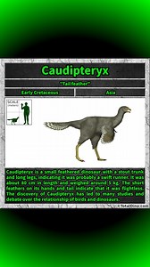 Caudipteryx is a small feathered dinosaur with a stout trunk and long legs, indicating it was probably a swift runner. It was about 80 cm in length and weighed around 5 kg. The short feathers on its hands and tail indicate that it was flightless. The discovery of Caudipteryx has led to many studies and debate over the relationship of birds and dinosaurs. #caudipteryx #dino #dinosaur #dinosaurs #cretaceous | Total Dino