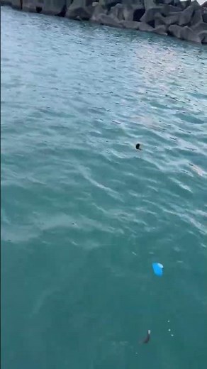 堤防際の石鯛仔魚を狙って針1号のサビキ仕掛けで、青イソメをサシエサにするのですが、なかなか釣れず。カワハギ仔魚とフグがヒット。８月13日木曜日。