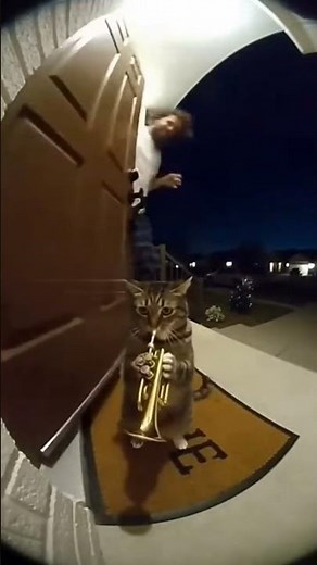 funny cat playing on trumpet 😹🎺 #cat #memes #youtubeshorts