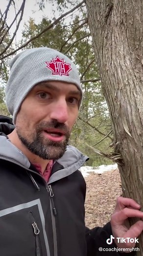 Identifying an Aspen Tree: Key Characteristics and Signs