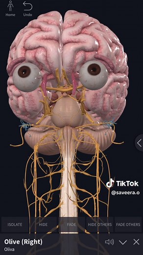 Understanding Brain Anatomy: Essential for Nurses and Med Students