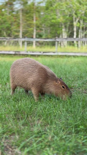 This capybara appreciation post is guaranteed to make you smile