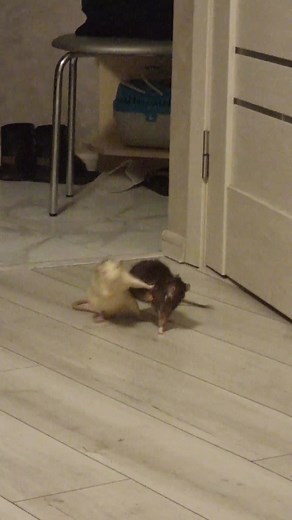 Funny and Silly Rat Compilation | Cute Rat Videos