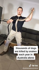 Eastern brown snakes are the 2nd most venomous snake in the world. They can easily kill a dog in about 1 hour from a snake bite. Whether little or big, brown snakes are all venomous. Book in your dog with CANINE SNAKE AVOIDANCE training today on 0491120668 or go to www.caninesnakeavoidance.com.au #brownsnake #snake #venomous | The Snake Hunter