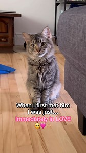 BABY TONY 😭❤ It was love at first sight #reels #reel #rescuecat #rescuekitten #cutecat #cutecats #catlover #catlovers #kitten #domesticcats #petlover #petlovers #catlovers #canadiancats #catsofcanada #tabbycat #funnycatvideos #tonythetabbycat #meme #furbaby #floof #catlife #funnycat #hilariouscat #catmomlife #adorablecat #loveatfirstsight | Tony the tabby cat