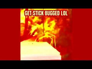 Stick bug earrape