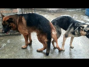 My german shepherd trying mating ||female dog is mating for the first time
