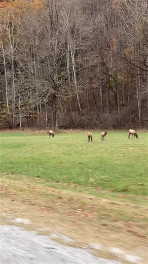 This herd of elk were seen grazing in the Great Smoky Mountains National Park just north of the Qualla Boundary. (Dawn Arneach/ One Feather Videos) | Cherokee One Feather