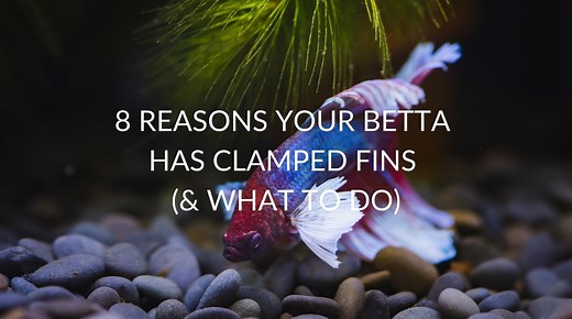 Clamped Fins in Betta Fish: 8 Causes, Treatments, and Prevention Tips
