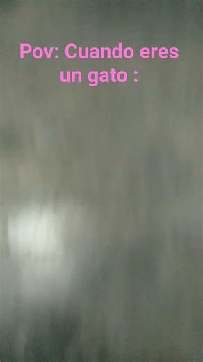 cuando eres un gato y te recojen