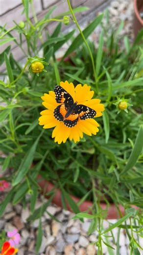 The coreopsis growing in my garden attracts lots of butterflies ! Find seeds here: https://mybutterflylady.etsy.com/listing/1169548585 #NationalWildflowerWeek | Butterfly Lady