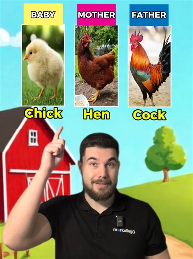 Gendered names of animals 🐓 #ingilizceöğreniyorum #nauciengleski #englishteacher #aprenderingles #learnenglish