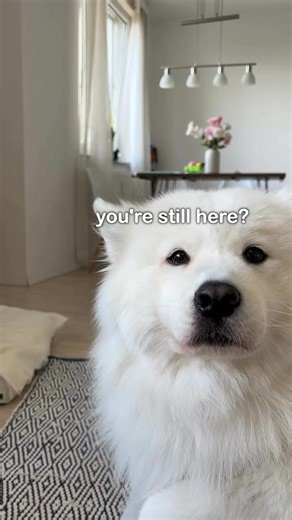 # Maya hopes this made you smile ᵕ̈ | Samoyed Unity