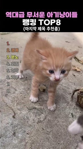 역대급 무서운 아기냥이들 TOP8