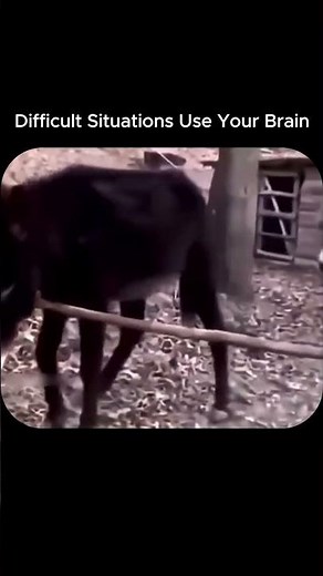 difficult situations use your brain