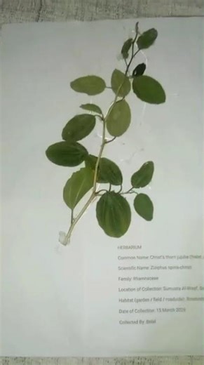 vedio of botany course
