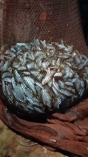 When the Net Fills with Konoshiro | Tokyo Bay Fisherman’s Moment